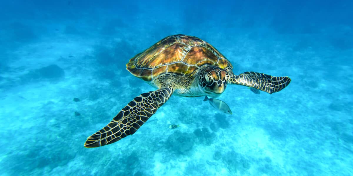 Oceano, la nostra vita dipende dal mare, il futuro del mare